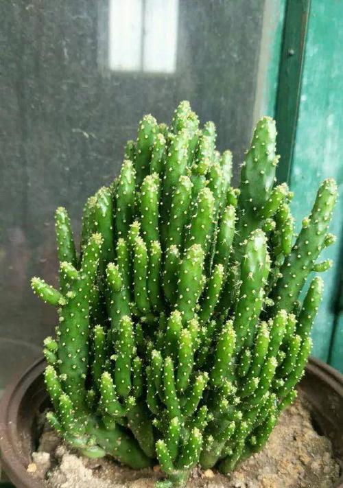 摇钱树开花的寓意（财富之花绽放的奇迹）