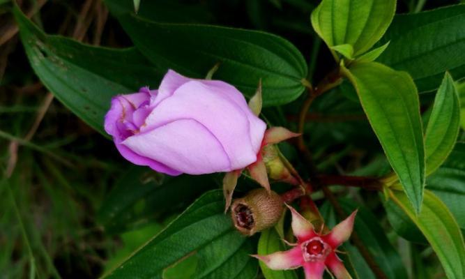 以野牡丹的花语与传说（探寻野牡丹的花语及传说起源）