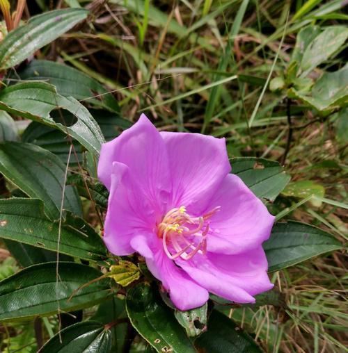 以野牡丹的花语与传说（探寻野牡丹的花语及传说起源）