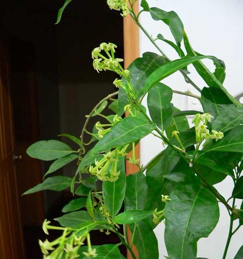 以夜来香的花语及传说——芬芳之谜（散发着芬芳的夜来香）