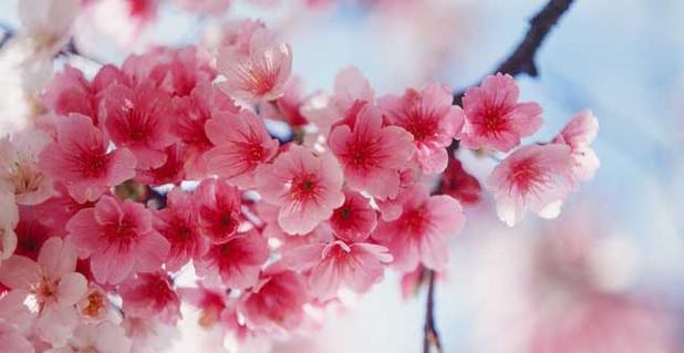樱花盛开，寄托着希望与美好（樱花盛开的含义及其文化象征）