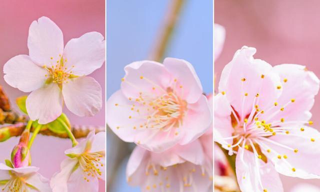 樱花盛开，寄托着希望与美好（樱花盛开的含义及其文化象征）