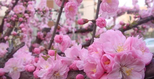 樱花的花语和传说（绽放如梦幻）