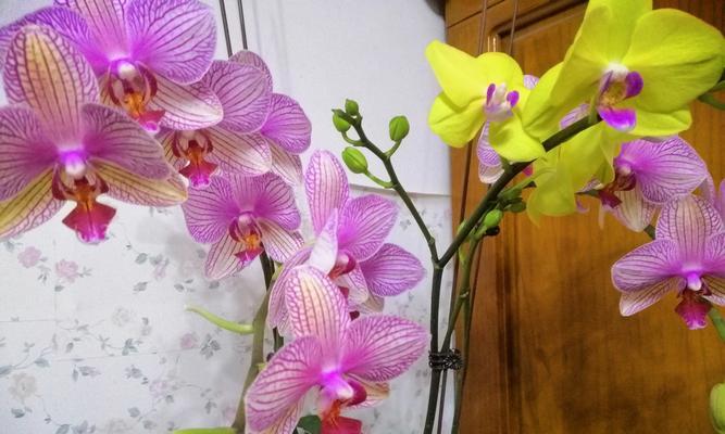 金榜题名花（一朵绽放在金榜上的花）