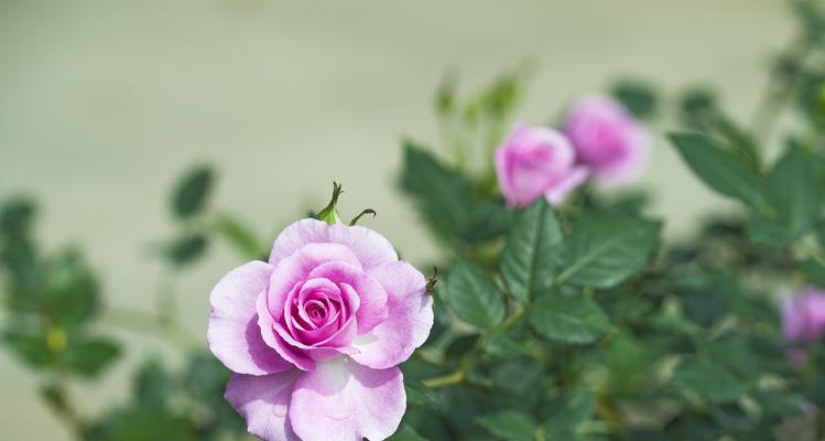 月季花的花语与传说（绽放在心间的美丽）