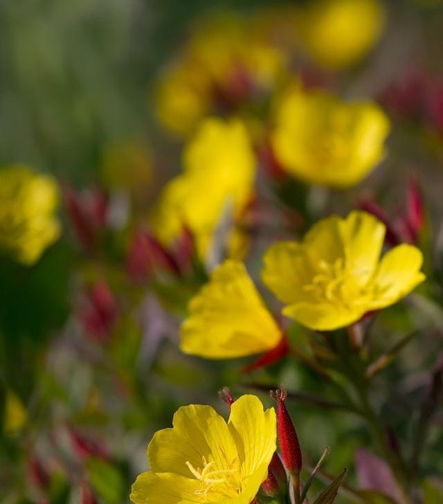 月见草（传说中的花语与神秘力量）