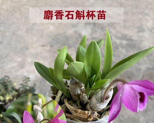 以肿节石斛的花语和含义（了解以肿节石斛花的神秘语言）