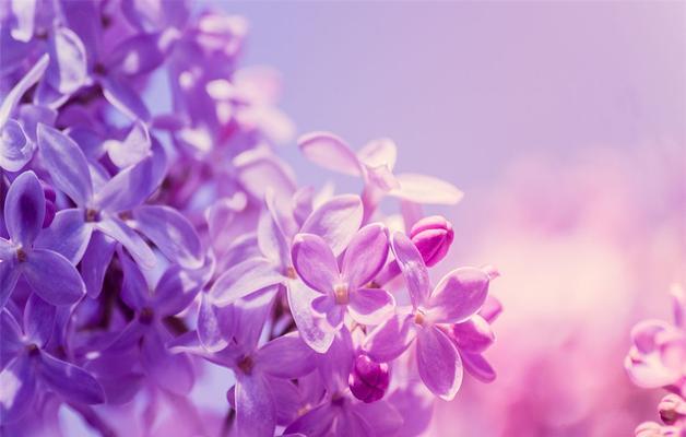紫罗兰花语的意义与象征（探索紫罗兰的花语）