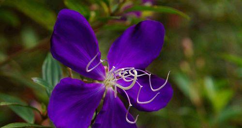 紫罗兰花语的意义与象征（探索紫罗兰的花语）