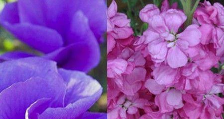 紫罗兰花语的意义与寓意（揭秘紫罗兰花背后的秘密-花语）