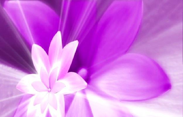 紫色百合花的象征意义与传说（探索紫色百合花所代表的深层寓意及其在文化中的角色）