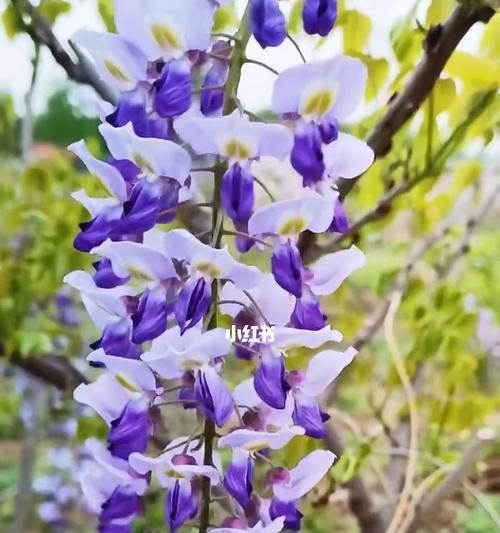 紫藤花的象征意义及传承（紫藤花的美丽与寓意）