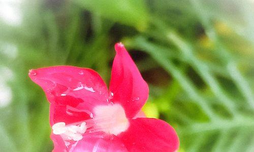 茑萝花的花语和寓意（送给特定人群的完美花束选择）