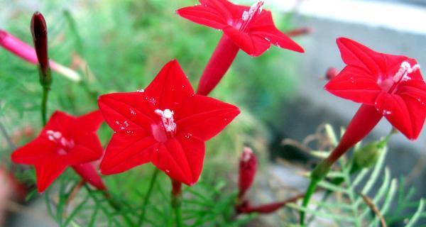 茑萝花的花语和寓意（送给特定人群的完美花束选择）