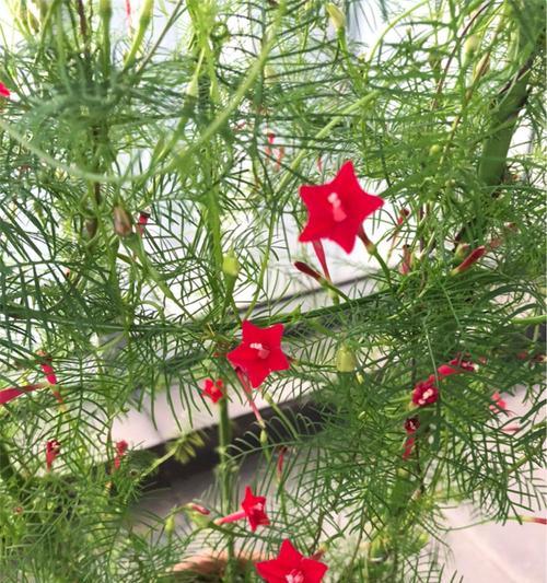 茑萝的花语和植物文化探秘（探索茑萝花的神秘寓意）