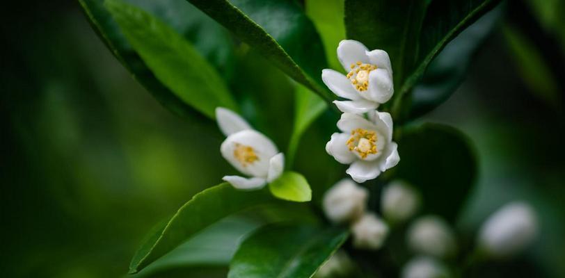 橘子花的象征意义（橘子花）