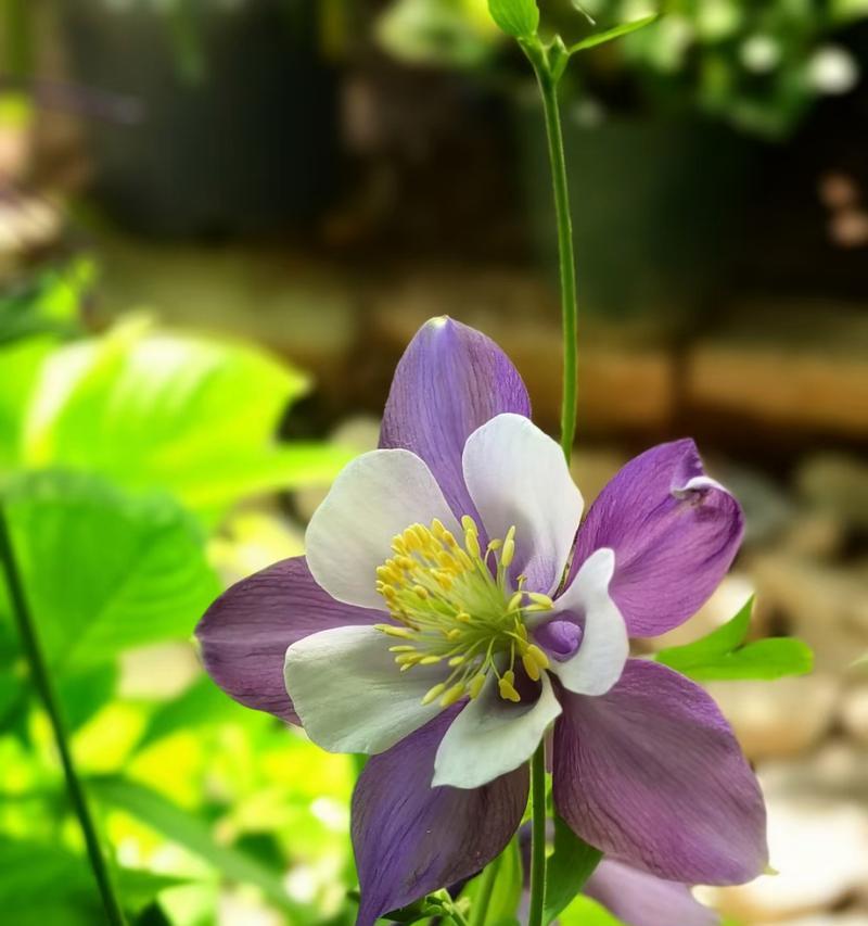耧斗菜的花语与传说故事（神秘花语揭示耧斗菜的寓意）