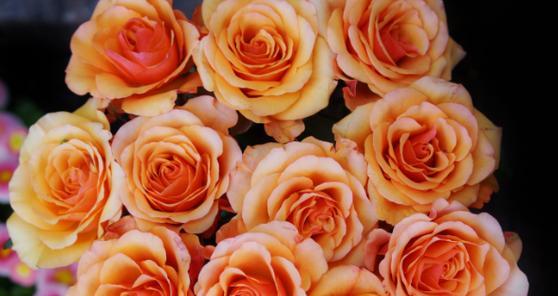25朵玫瑰花的花语代表什么意思（探寻玫瑰花背后的深意）