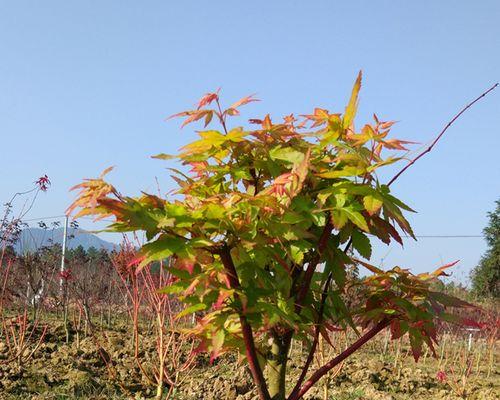 红枫树养殖方法和注意事项（有关红枫的养护技巧）