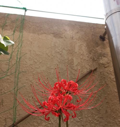 红花石蒜是彼岸花吗（描述彼岸花的特点）