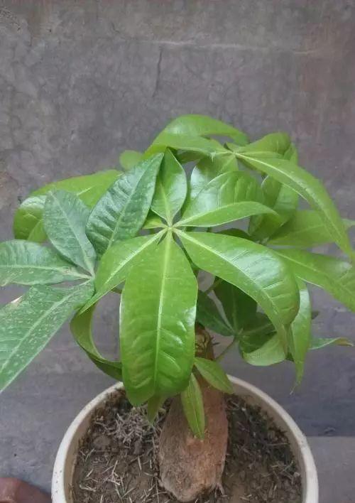 怎样修剪发财树枝条（发财树修剪注意事项）