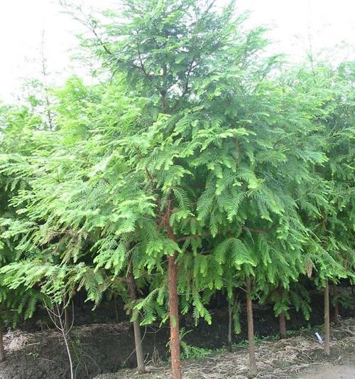 水杉什么时候移栽（水杉移栽方法和时间）
