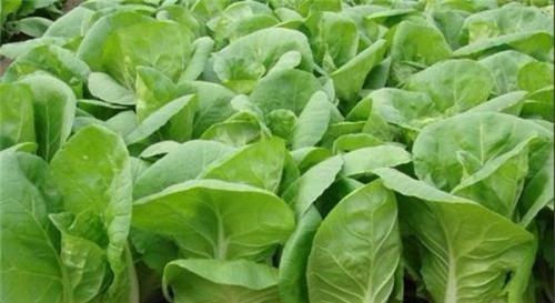 小白菜怎么种长得快（小白菜的种植方法和技术）