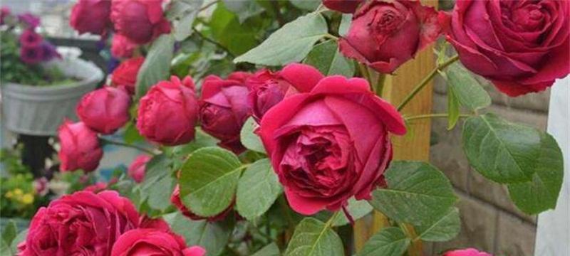玫瑰花种子怎么种植方法（有关玫瑰的栽培技术）