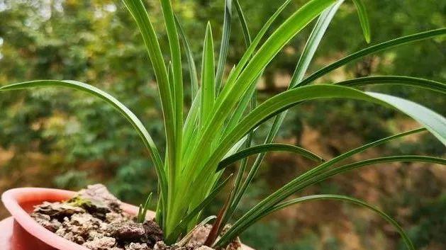 兰花种植土怎么配（兰花种植土配方大全）