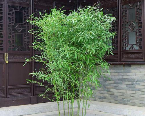 竹子的品种及图片（竹子的种类和图片）