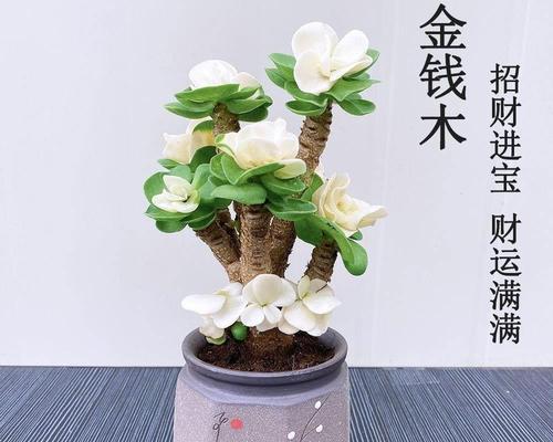 什么绿植好看又好养（好养活的5种花）