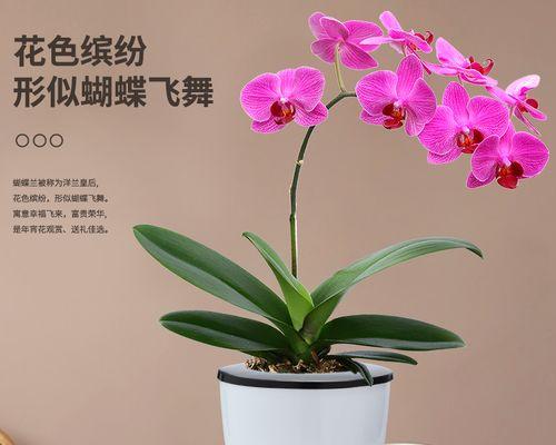 什么绿植好看又好养（好养活的5种花）