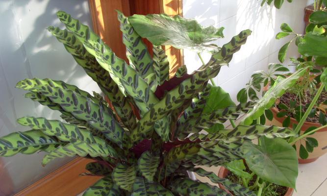 竹芋的养殖方法（竹芋养殖的正确方法讲解）