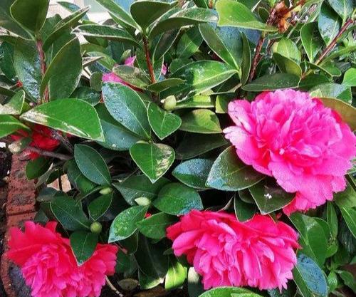 茶花可以养在室内吗（茶花养殖方法与技巧）