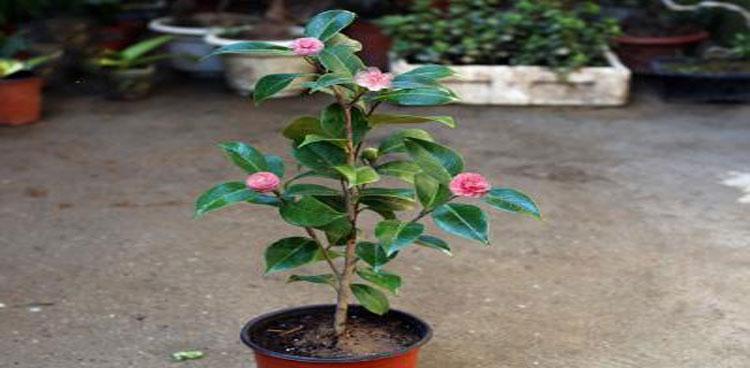 茶花可以养在室内吗（茶花养殖方法与技巧）