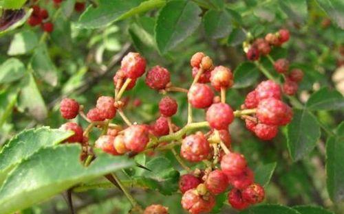 花椒树怎样修剪才能高产（花椒的修剪技术图解）