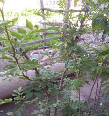 花椒树怎样修剪才能高产（花椒的修剪技术图解）