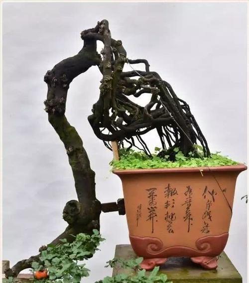 金弹子怎样栽培（金弹子栽培技术要点）