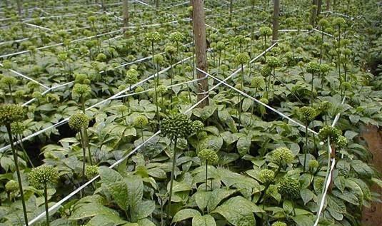 西洋参适合在什么地方种植（有关西洋参的种植条件）