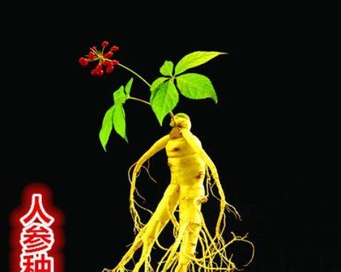 西洋参适合在什么地方种植（有关西洋参的种植条件）