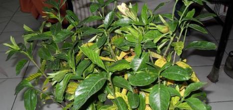 栀子花掉叶子是怎么回事（详解栀子花掉叶原因）