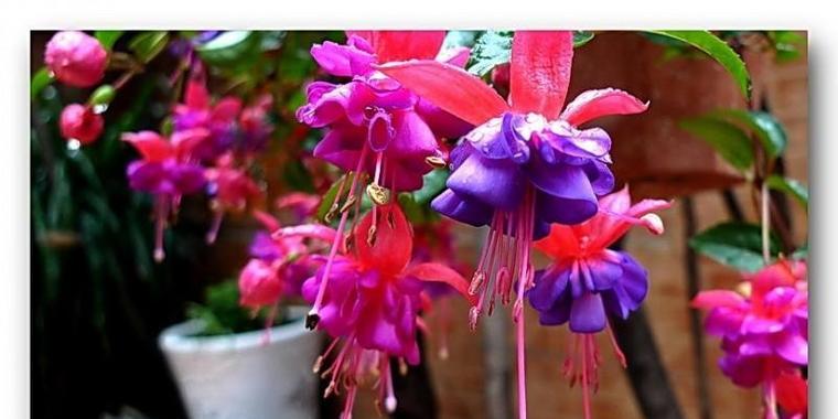 倒挂金钟的花好养吗（倒挂金钟的栽培技术要点）