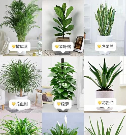 室内什么植物养又好看（适合养在室内的植物大全）