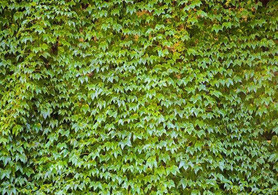 爬山虎种子怎么种（爬山虎种子种植方法和时间）
