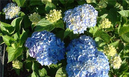 绣球花的名贵品种有哪些（关于绣球花品种及名称）
