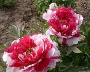 玫瑰花种子多久能发芽（玫瑰花种子种植方法）