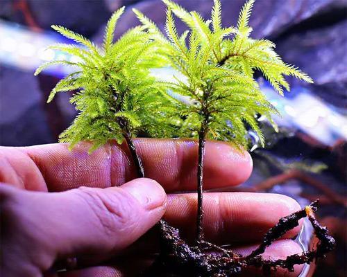 苔藓怎么养才长得好（苔藓的养殖方法讲解）