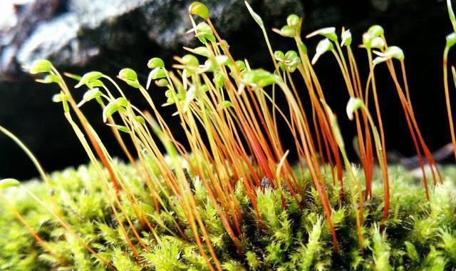 苔藓怎么养才长得好（苔藓的养殖方法讲解）