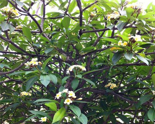 红花鸡蛋花是乔木还是灌木（红花鸡蛋花的寓意和象征）