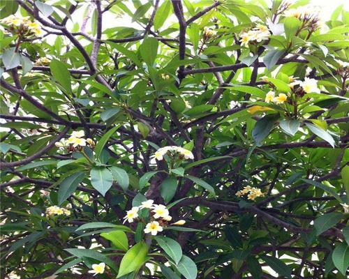 红花鸡蛋花是乔木还是灌木（红花鸡蛋花的寓意和象征）